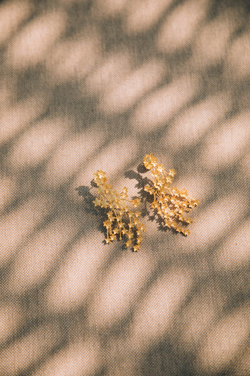 Brincos Almond Cata Vassalo